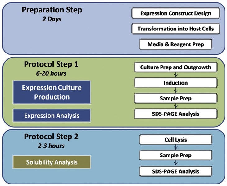 Illustration of the expression and analysis process.