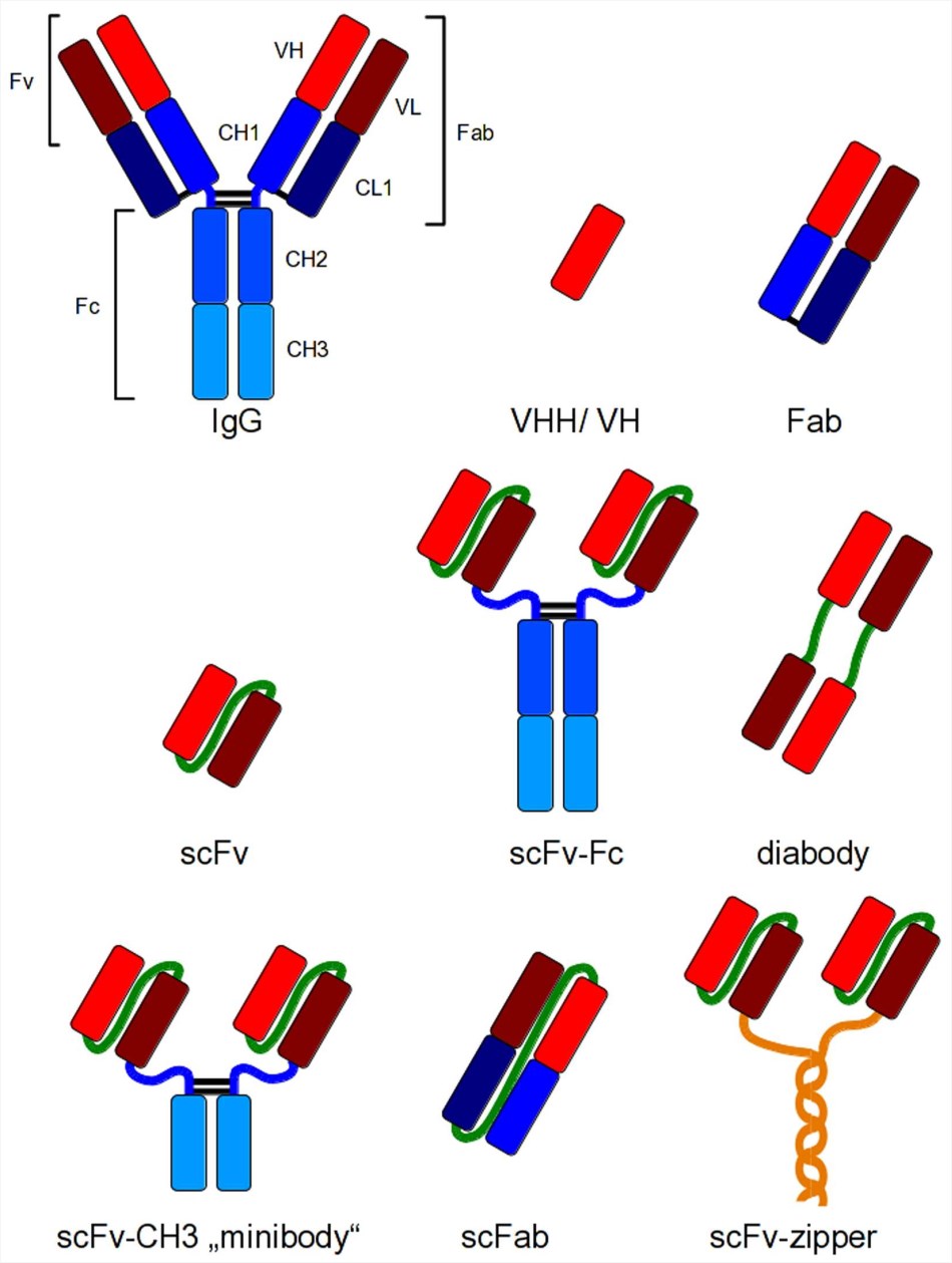 Recombinant antibody formats for different applications compared to IgG.