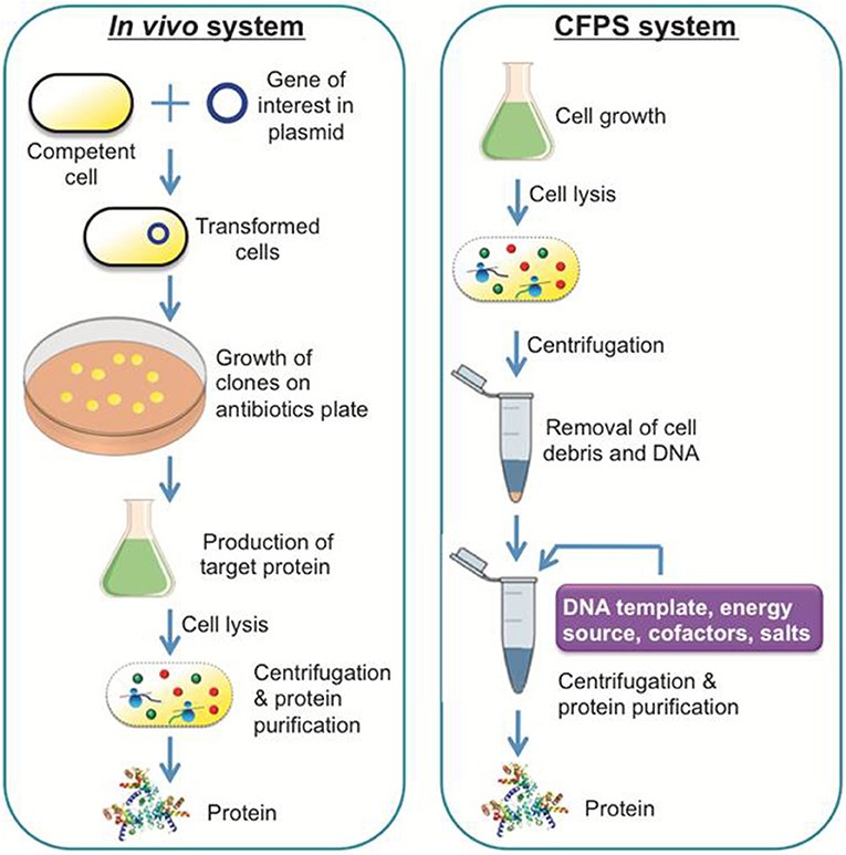 A comparison of a conventional in vivo system and a CFPS system. 
