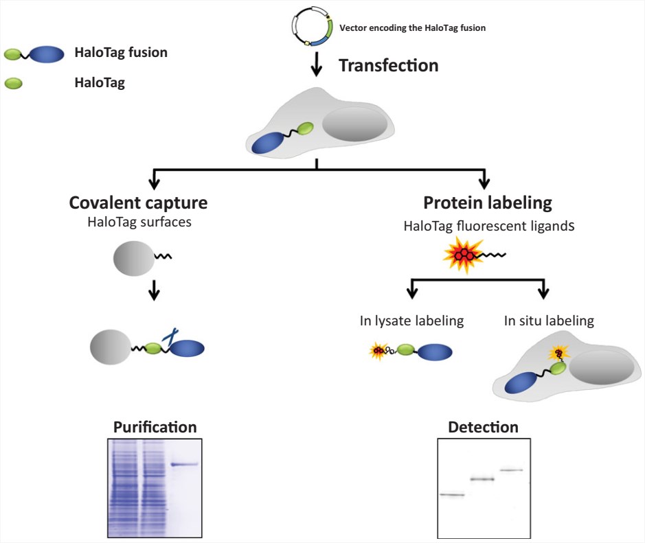 Overview of the expression and purification of recombinant proteins from cultured mammalian cells by HaloTag technology.