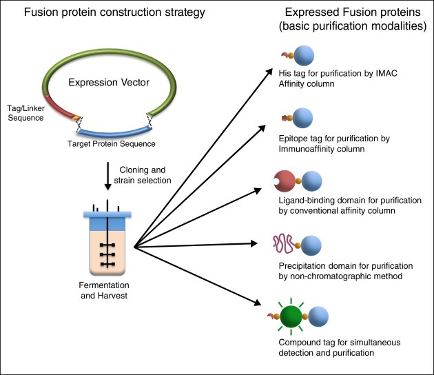 Purification of Fusion Proteins Creative Biolabs