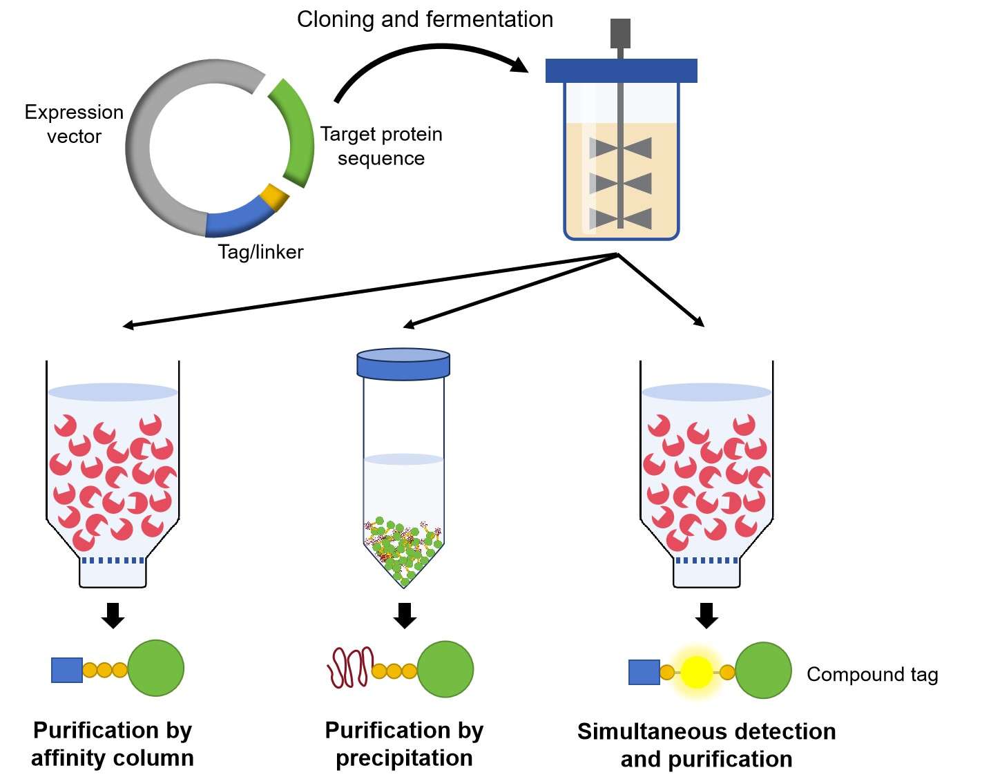 Fig.1 The purification of His-tagged proteins. (Creative Biolabs Original)
