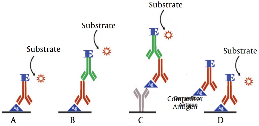 A. Direct ELISA; B. Indirect ELISA; C. Sandwich ELISA; D. Competitive ELISA.