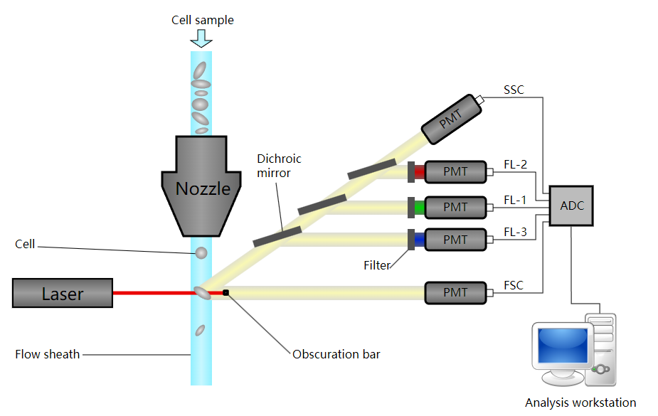 Fig.3 Schematic of a flow cytometer. (https://commons.wikimedia.org/wiki/File:Cytometer.svg)