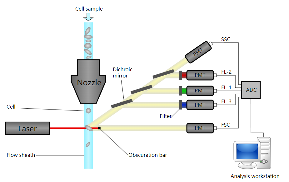 Principles of flow cytometry: in a sample, cells of interest are labeled with fluorochromes. 