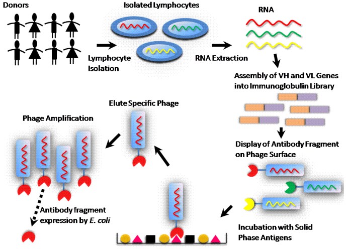 General scheme for the preparation and selection of a naïve recombinant antibody library. 