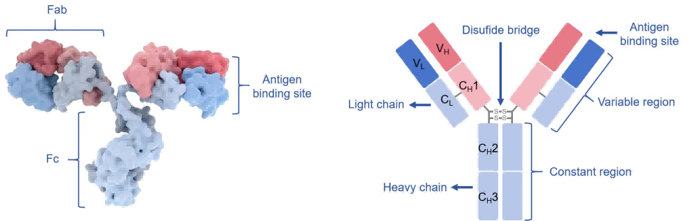 Antibody Structure & Isotypes