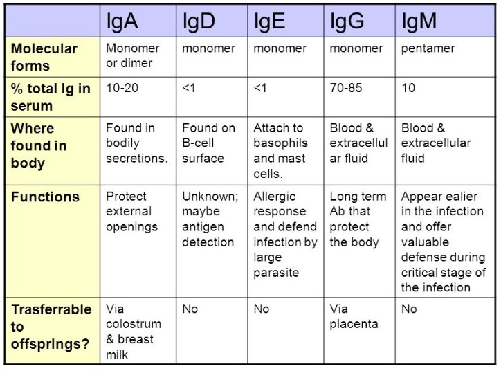 Antibody isotypes and their properties.
