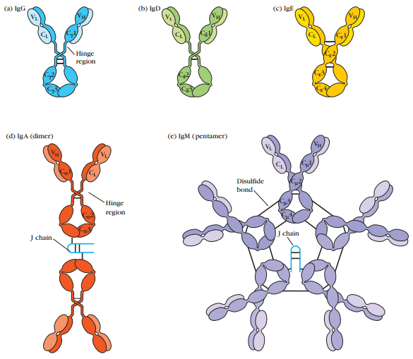 General structures of the five major classes of antibodies. 