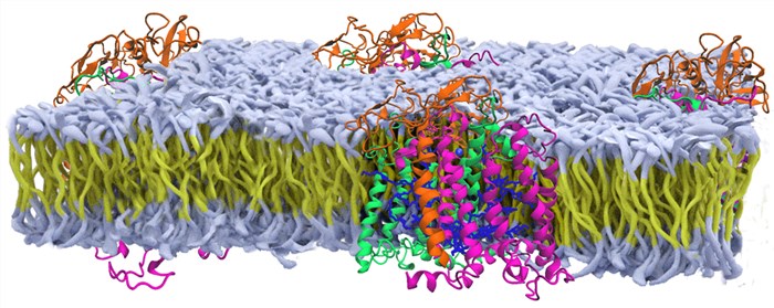 Structural model of membrane proteins. 