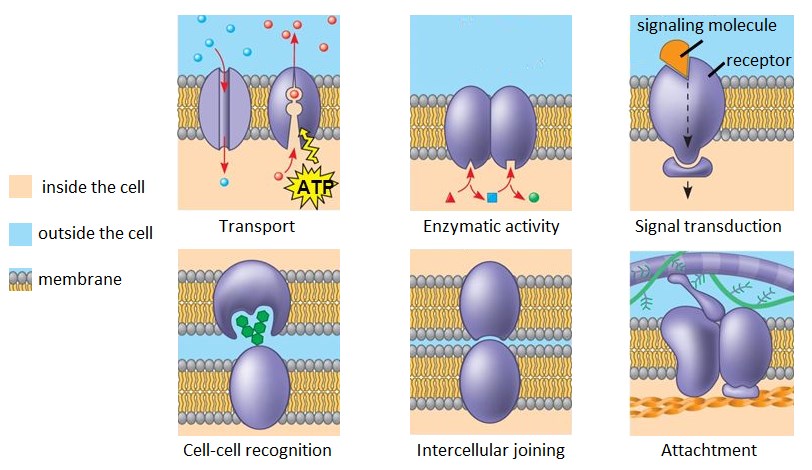 Functions of membrane proteins.