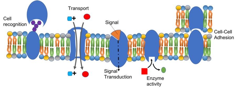 Fig.2 Functions of membrane proteins. (https://commons.wikimedia.org/wiki/File:Membrane_Protein_Structure.png)