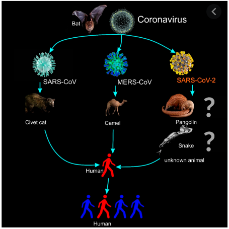 The illustration for the transmission of coronaviruses and the 2019 novel Coronavirus (2019-nCoV or SARS-CoV-2). 