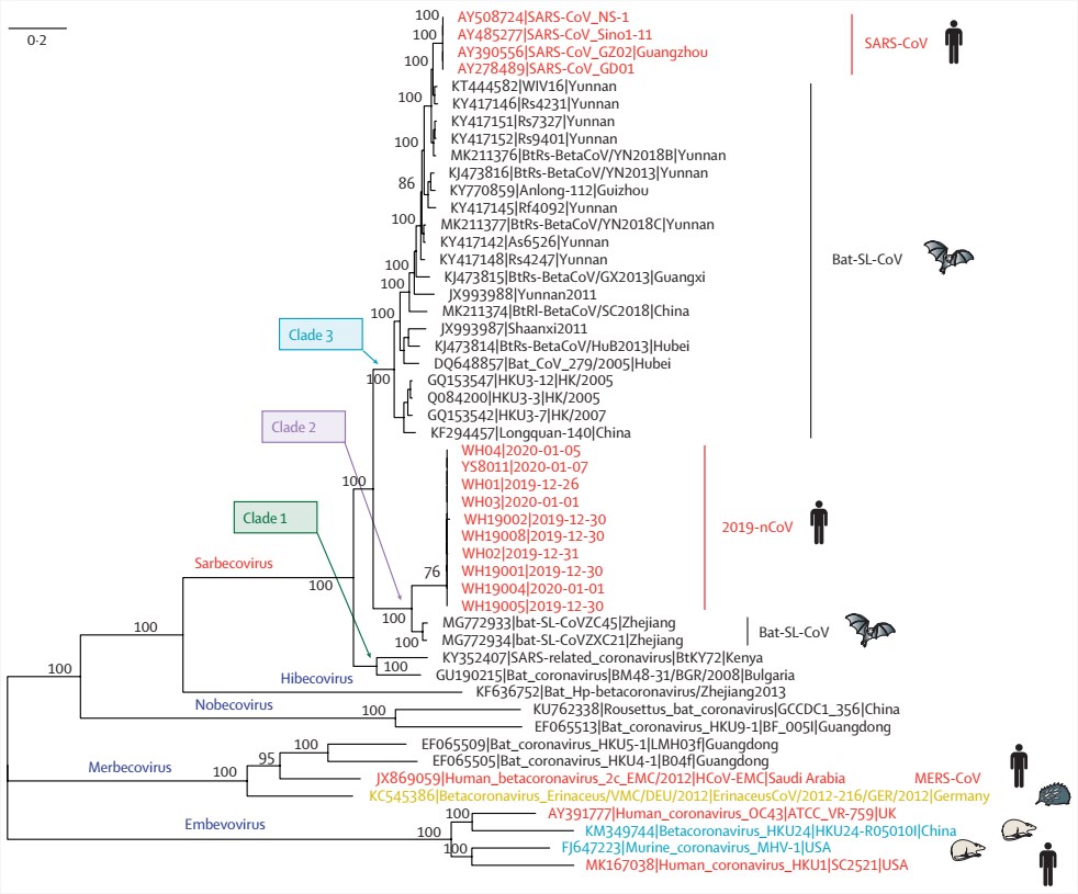 Phylogenetic analysis of full-length genomes of 2019-nCoV and representative viruses of the genus Betacoronavirus.