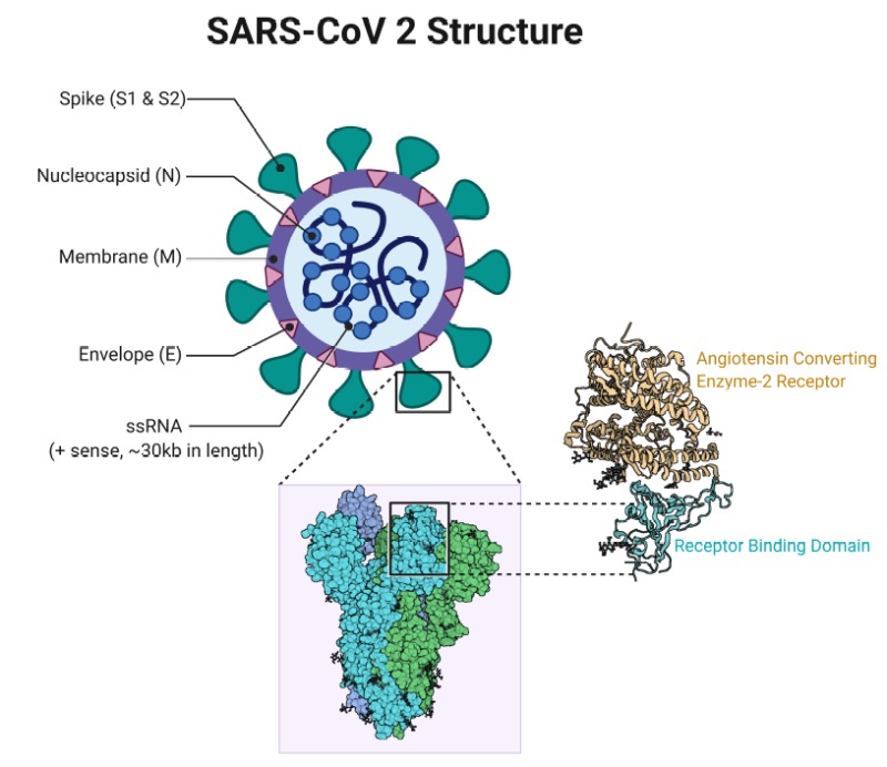 Structure of SARS-CoV-2.