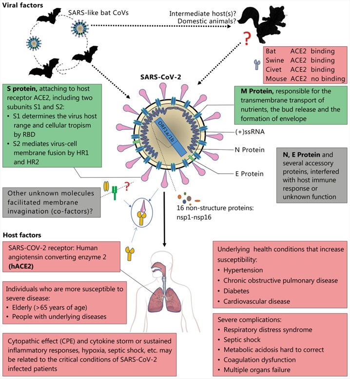 Viral and host factors that influence the pathogenesis of SARS-CoV-2.