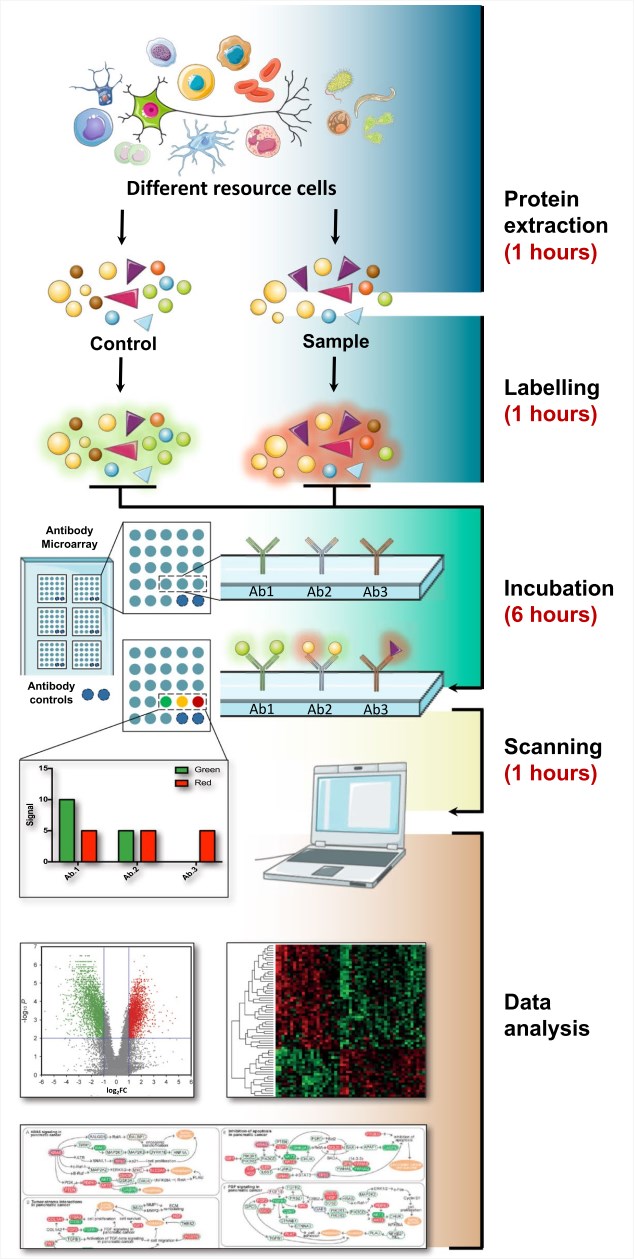 Review of planar antibody microarray technologies and their applications in the field of proteomics.