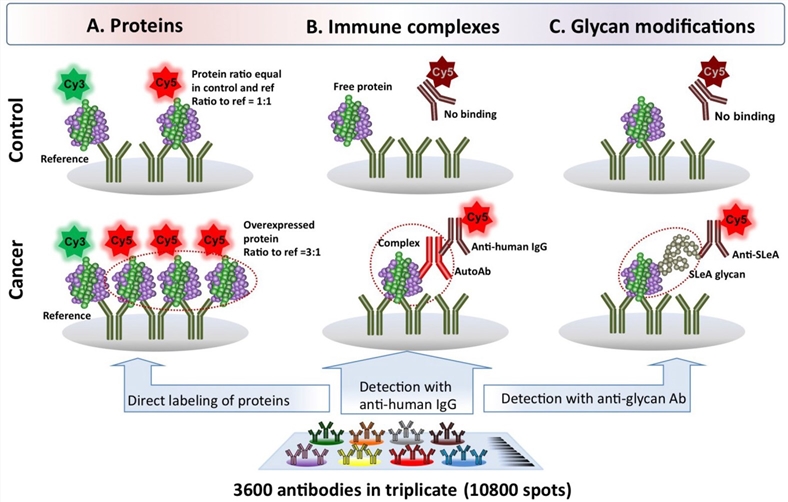 Antibody microarray methods to profile proteins, autoantibody-antigen complexes and glycan modifications. 