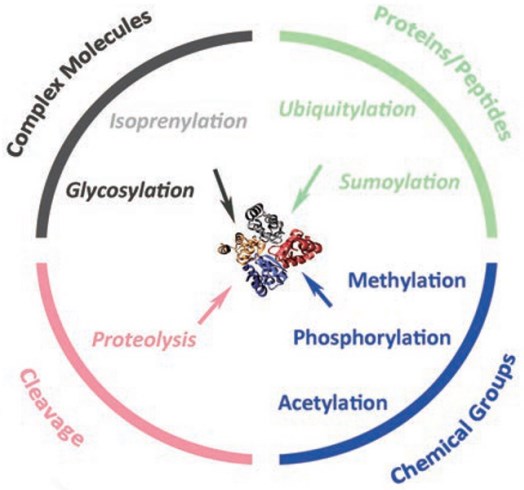 Proteins in eukaryotic cells can be edited after translation by a wide variety of reversible and irreversible PTM mechanisms.