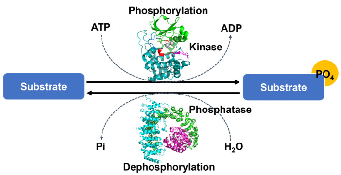 Reversible protein phosphorylation is a molecular switch mechanism.