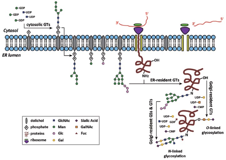 N-linked and O-linked protein glycosylation occurs in the ER and Golgi apparatus. 