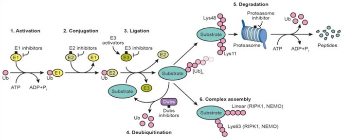 Summary of the ubiquitin system and possible intervention nodes.