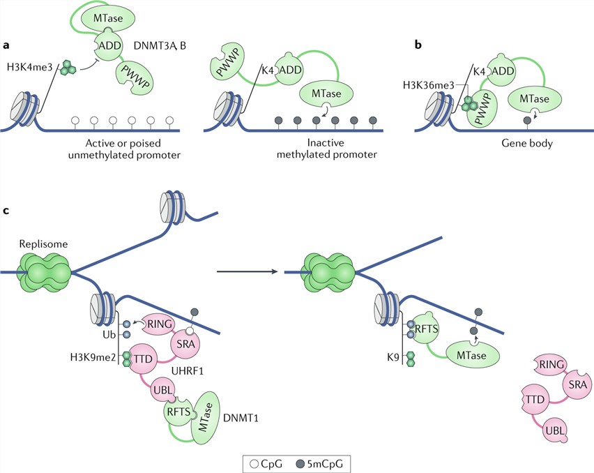 DNA methylation machinery and mechanisms. 