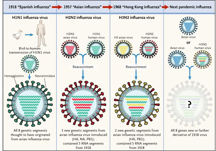 The two mechanisms whereby pandemic Influenza originates.