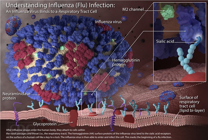 The mechanism of influenza virus infection.