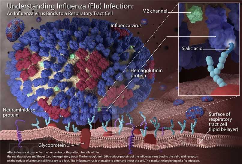 Fig.3 The mechanism of influenza virus infection. (By CDC/ Douglas E. Jordan, Public Domain, https://phil.cdc.gov/Details.aspx?pid=15326)