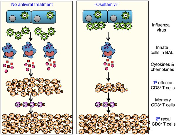 Fig.4 Oseltamivir prophylaxis reduces inflammation-induced morbidity while maintaining establishment of functional cross-strain protective CD8+ T cell memory pools. (Bird, et al., 2015)”