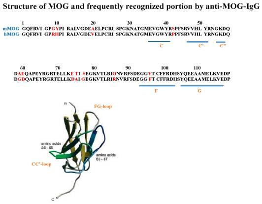 Fig. 1:Anti-MOG-IgG autoantibody-binding sites on the extracellular portion of MOG identified in patients with MOGAD. (OA Literature)