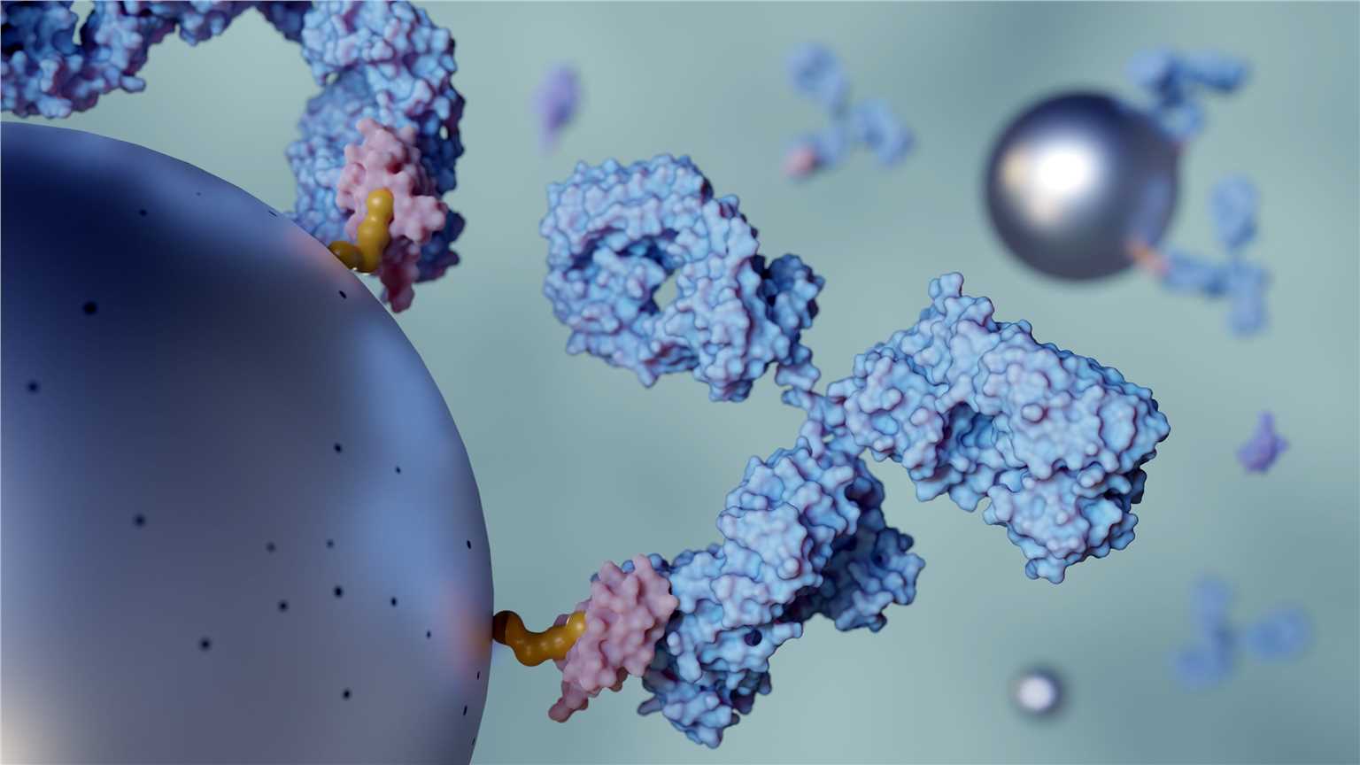 Antibody Conjugation