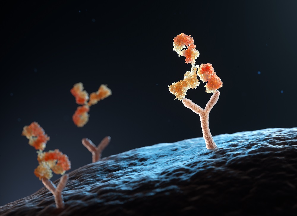 functional antibody-1. (Creative Biolabs Authorized)