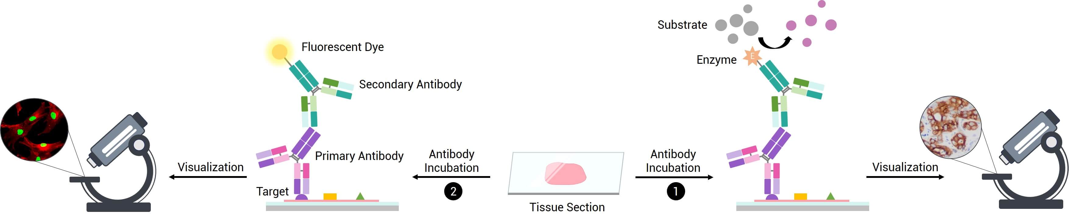 Fig.1 Schematic of Immunohistochemistry. (Creative Biolabs Original)