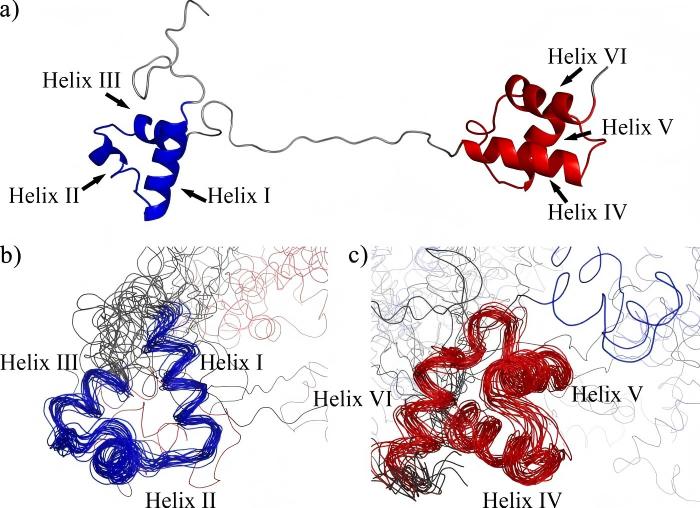 Fig. 1:PAX8 structure.