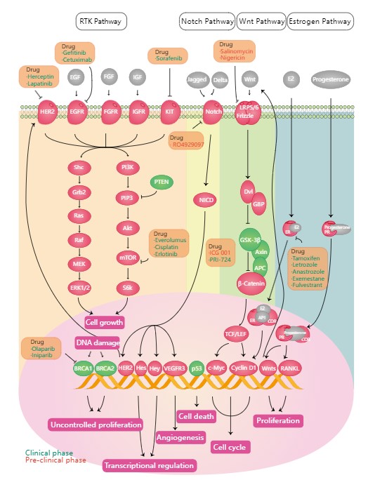 Signaling pathways in breast cancer. (Creative Biolabs Original)