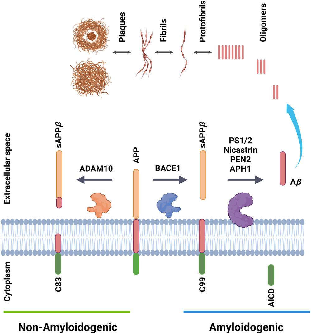 Fig.1 Formation and aggregation of Aβ peptides.
