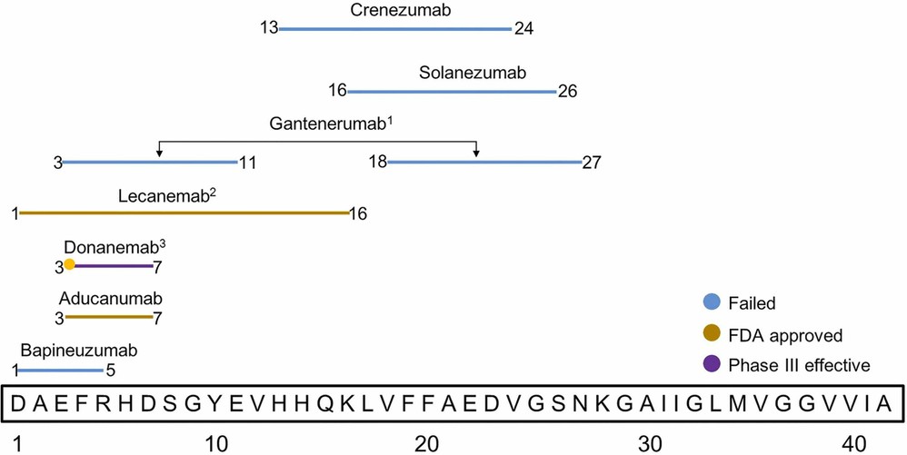 Fig.2 Passive immunotherapy strategies targeting Aβ.