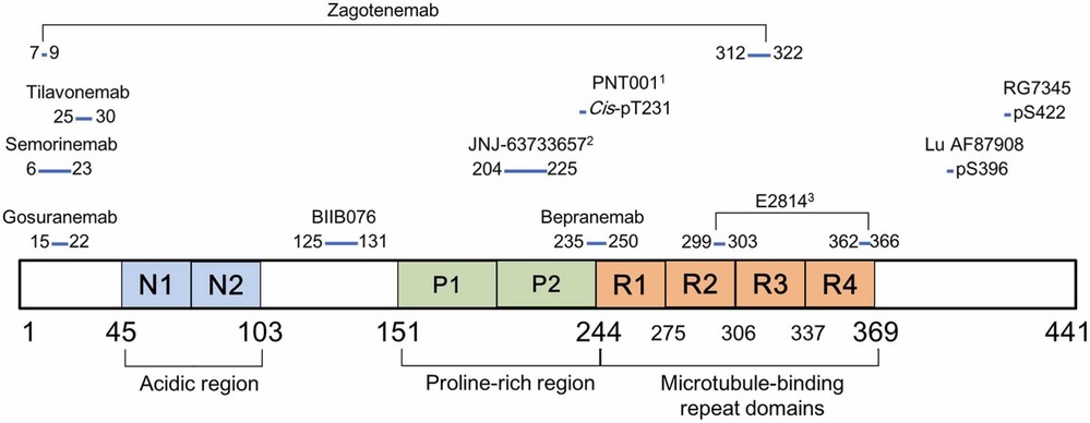 Fig.3 Passive immunotherapy strategies targeting tau.