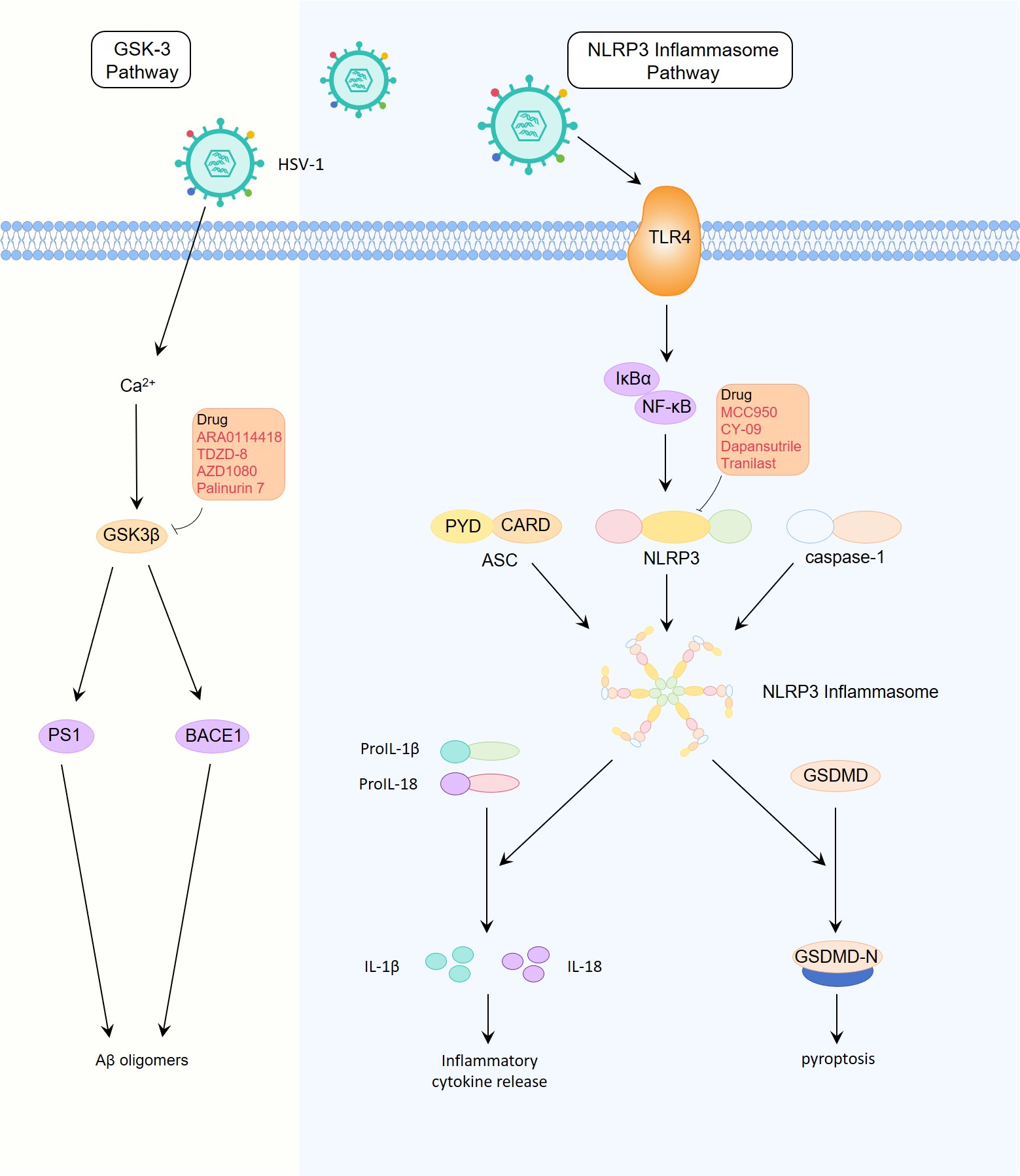 GSK-3 pathway and NLRP3 inflammasome pathway in HSV-1-induced Alzheimer’s disease.. (Creative Biolabs Original)