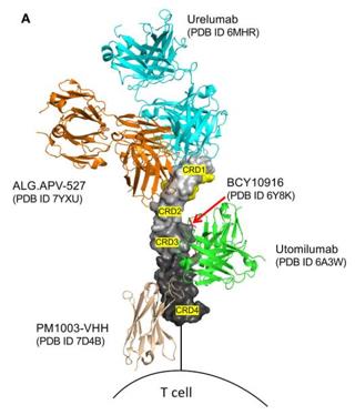 Outer view of 4-1BB.