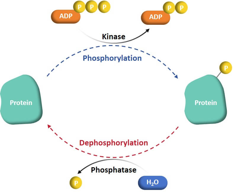 (Creative Biolabs Original)
