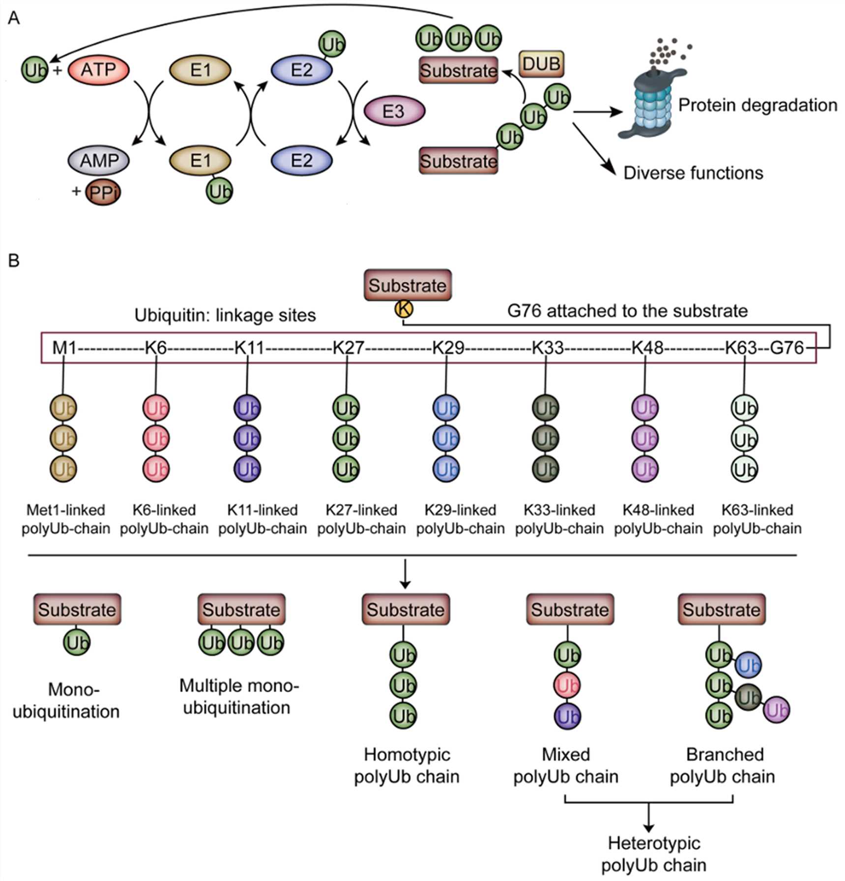 Schematic representation of ubiquitin signaling and its molecular variants. (OA Literature)