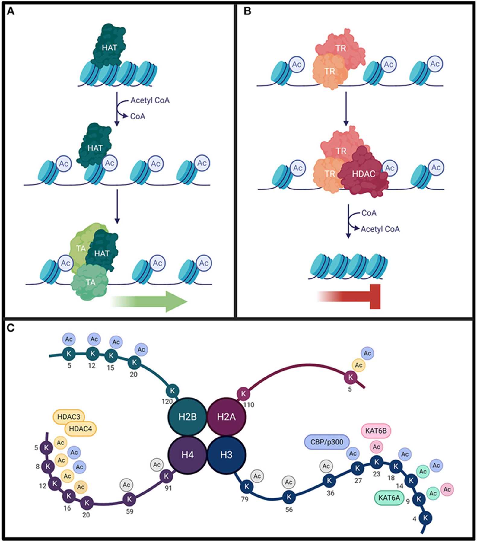 Overview of histone (de)acetylation and major modification sites on histone tails. (OA Literature)