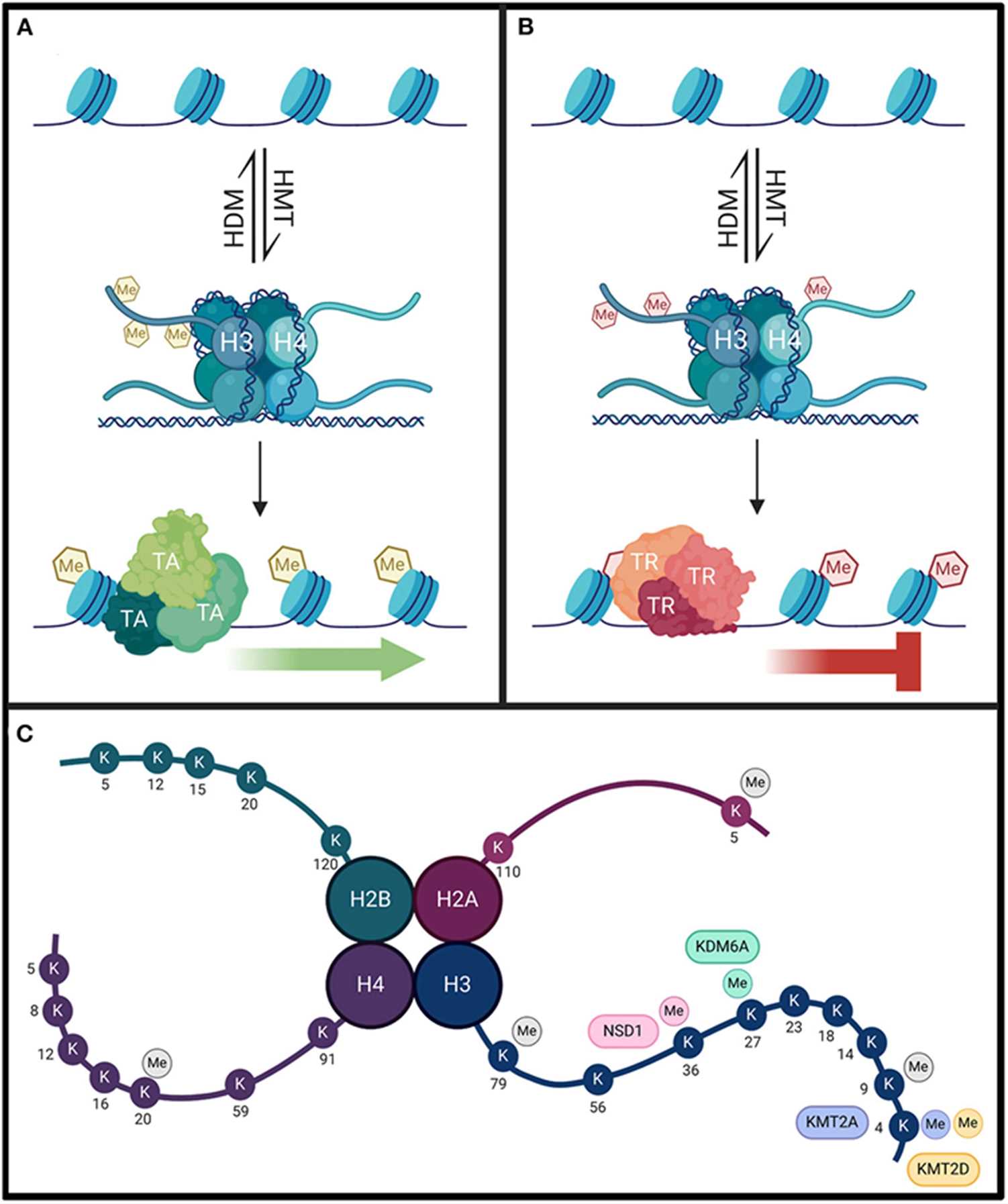 Overview of histone (de)methylation and major modification sites on histone tails. (OA Literature)