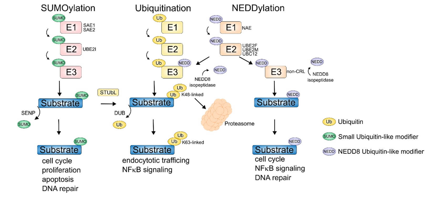 Enzymatic Cascades of Ubiquitin and Ubiquitin-like Modifiers (SUMO and NEDD8). (OA Literature)