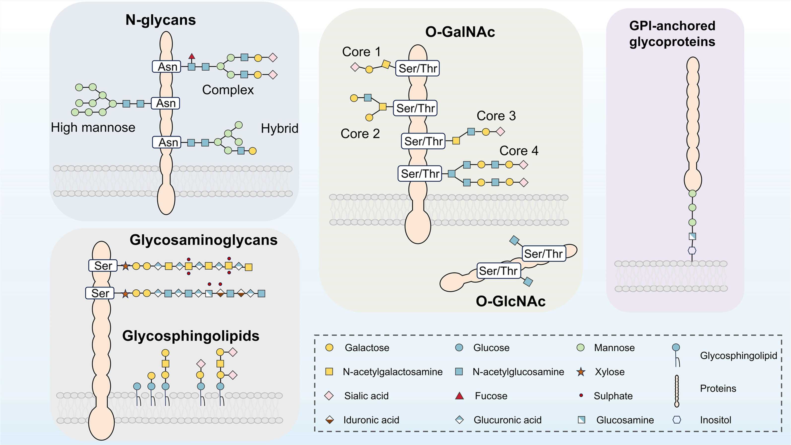 Major types of protein glycosylation. (OA Literature)