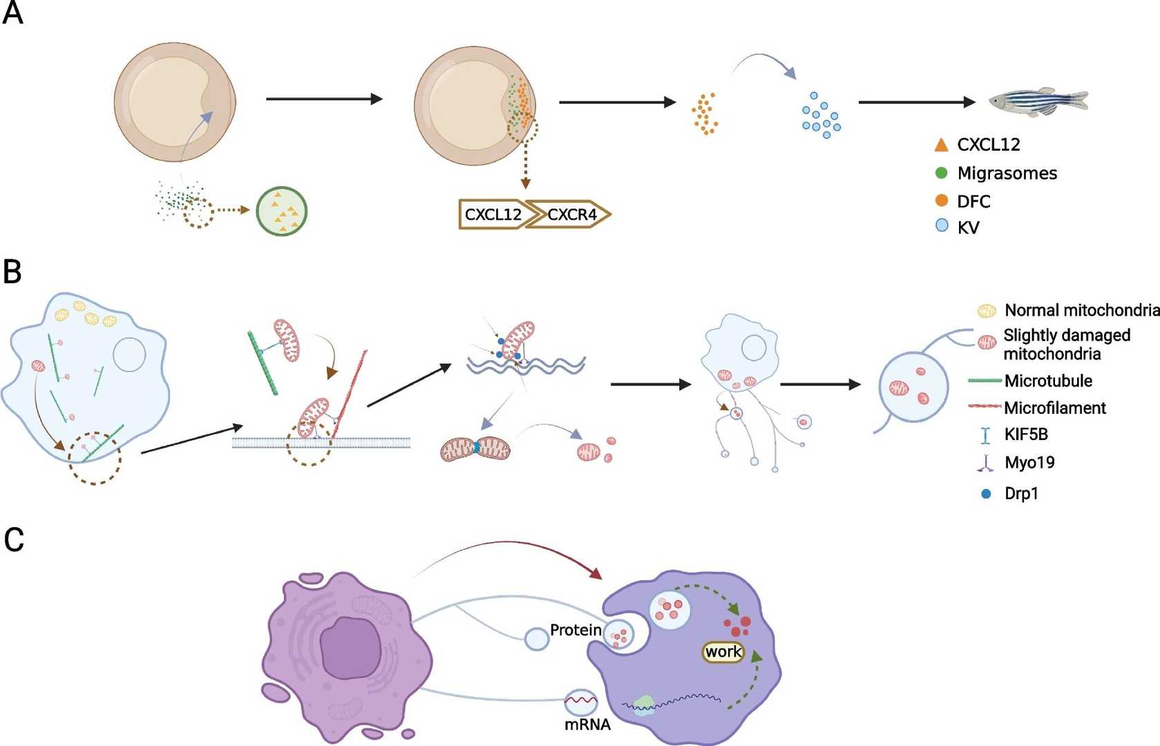 Migrasomes mediate cell-to-cell communication.