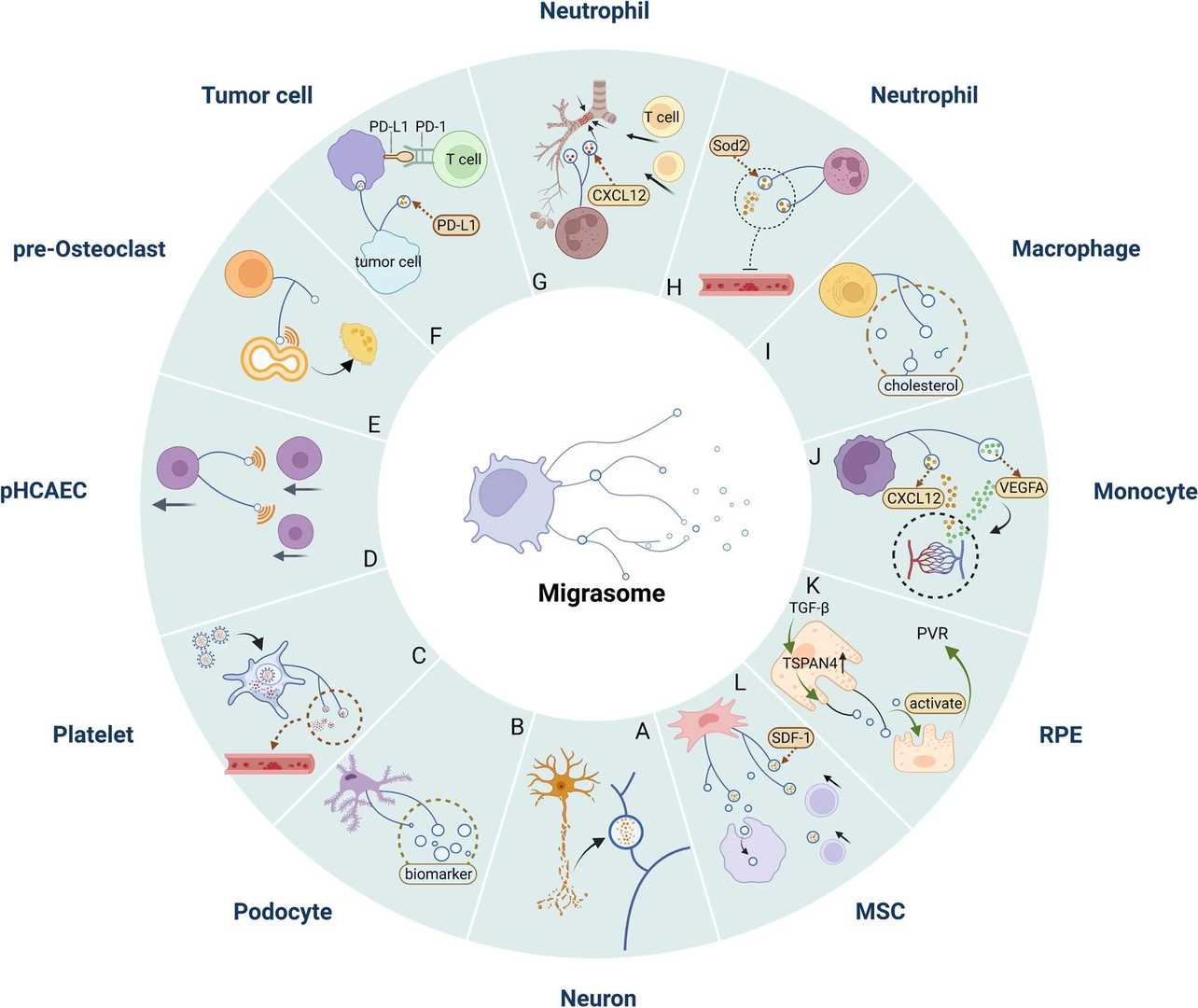 Migrasomes mediate the pathological process of diseases.